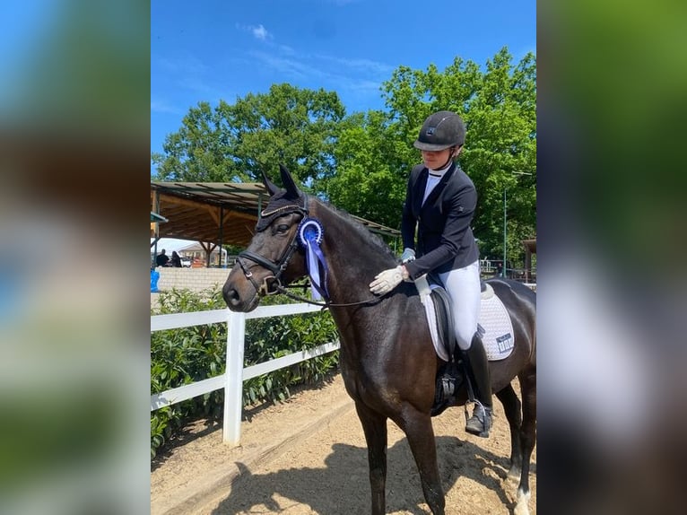 Caballo de deporte alemán Yegua 7 años 168 cm Castaño oscuro in Gro&#xDF;beeren