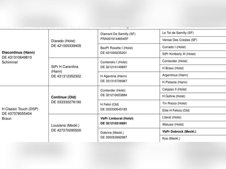 Caballo de deporte alemán Yegua 7 años 168 cm Tordo in Seester