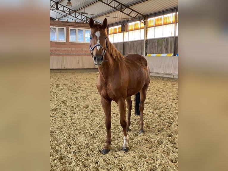 Caballo de deporte alemán Yegua 7 años 169 cm Alazán in Behrungen