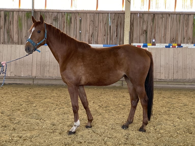 Caballo de deporte alemán Yegua 7 años 169 cm Alazán in Behrungen