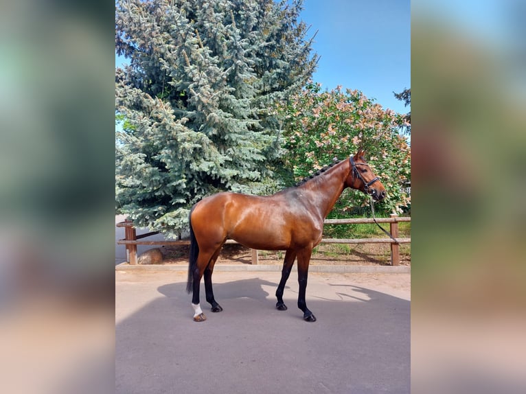 Caballo de deporte alemán Yegua 7 años 169 cm Castaño in Staßfurt