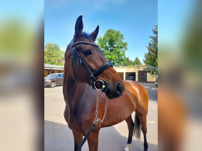 Caballo de deporte alemán Yegua 7 años 169 cm Castaño in Staßfurt