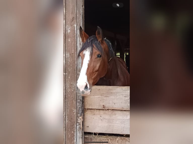 Caballo de deporte alemán Yegua 7 años 169 cm Castaño oscuro in Renningen