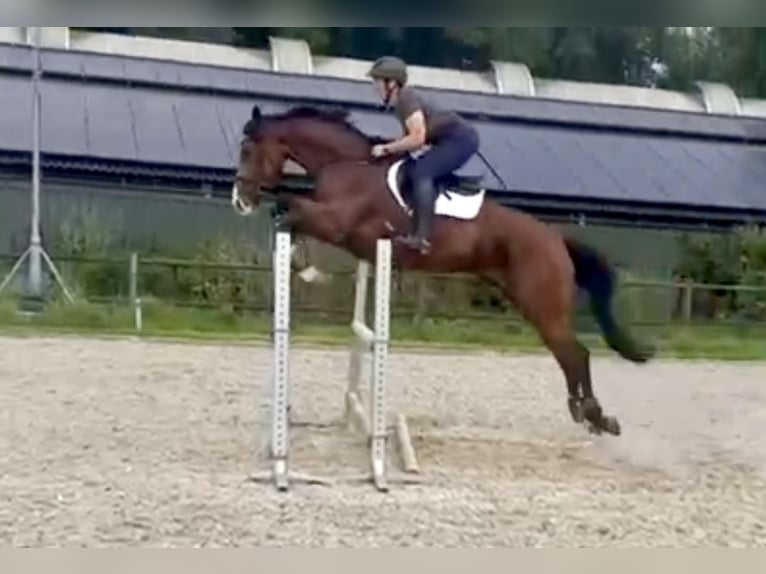 Caballo de deporte alemán Yegua 7 años 169 cm Castaño oscuro in Renningen