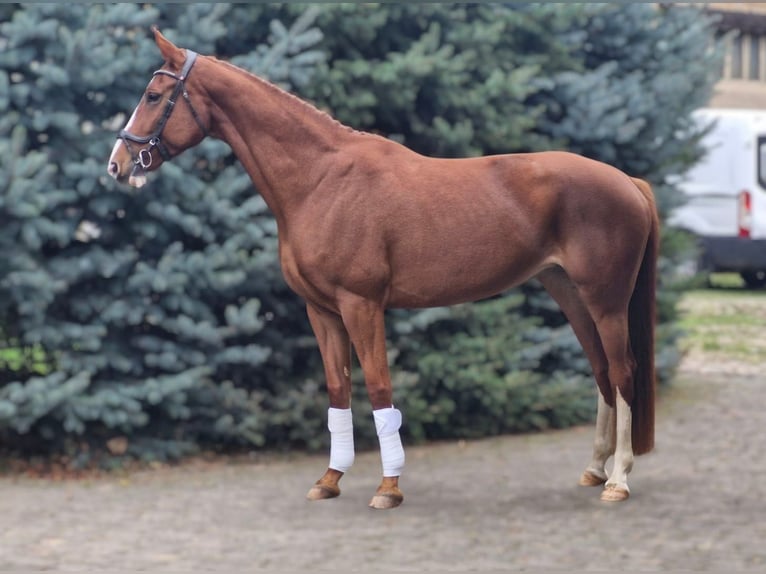 Caballo de deporte alemán Yegua 7 años 170 cm Alazán in Berlin