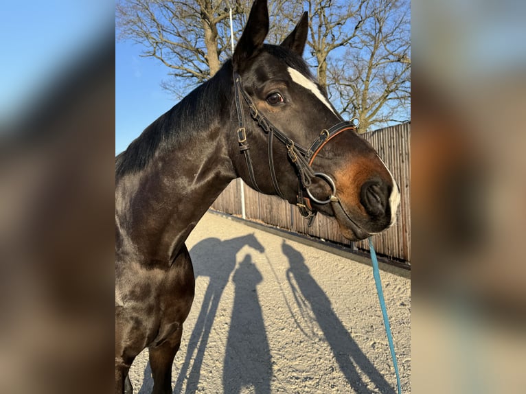 Caballo de deporte alemán Yegua 7 años 170 cm in Planebruch