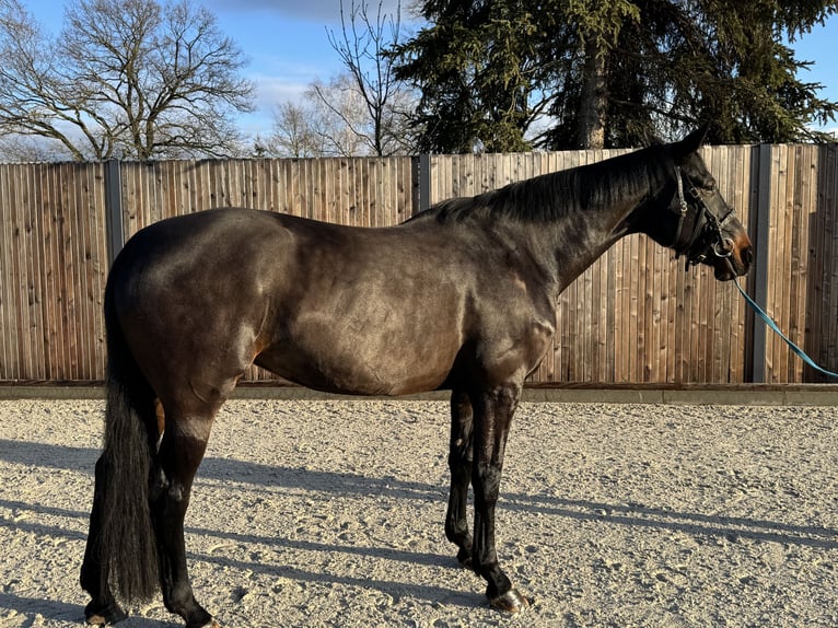 Caballo de deporte alemán Yegua 7 años 170 cm in Planebruch