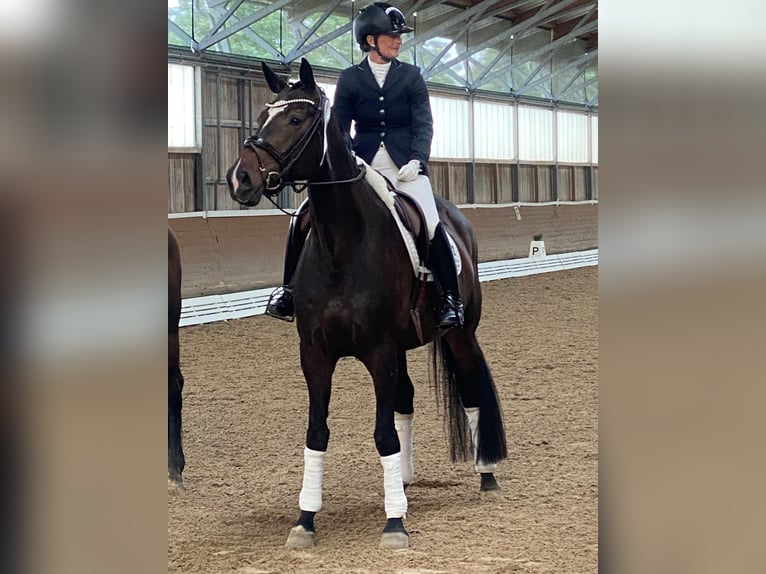 Caballo de deporte alemán Yegua 7 años 170 cm in Planebruch