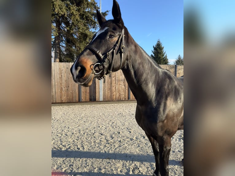 Caballo de deporte alemán Yegua 7 años 170 cm in Planebruch