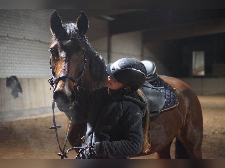 Caballo de deporte alemán Yegua 7 años 170 cm  in Berlin