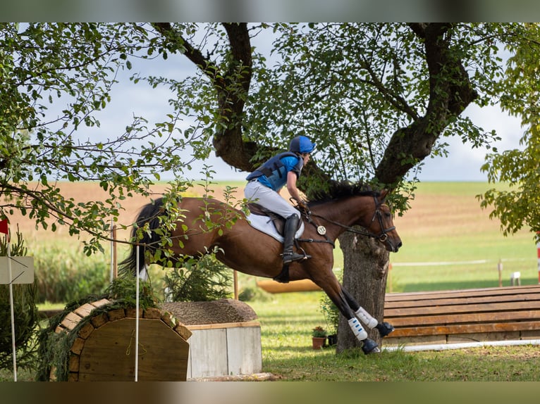 Caballo de deporte alemán Yegua 7 años 170 cm Castaño in Gotha