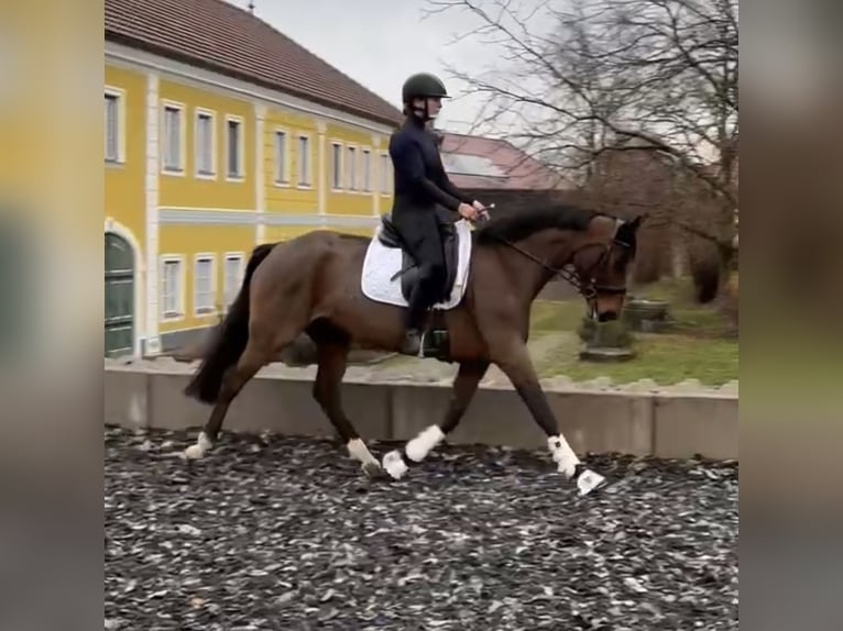 Caballo de deporte alemán Yegua 7 años 170 cm Castaño in Haag Dorf