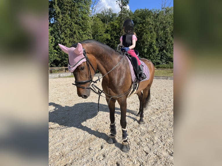 Caballo de deporte alemán Yegua 7 años 170 cm Castaño in Tübingen