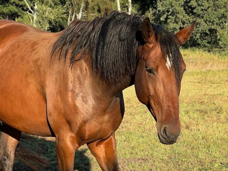 Caballo de deporte alemán Yegua 7 años 170 cm Castaño in Vetschau