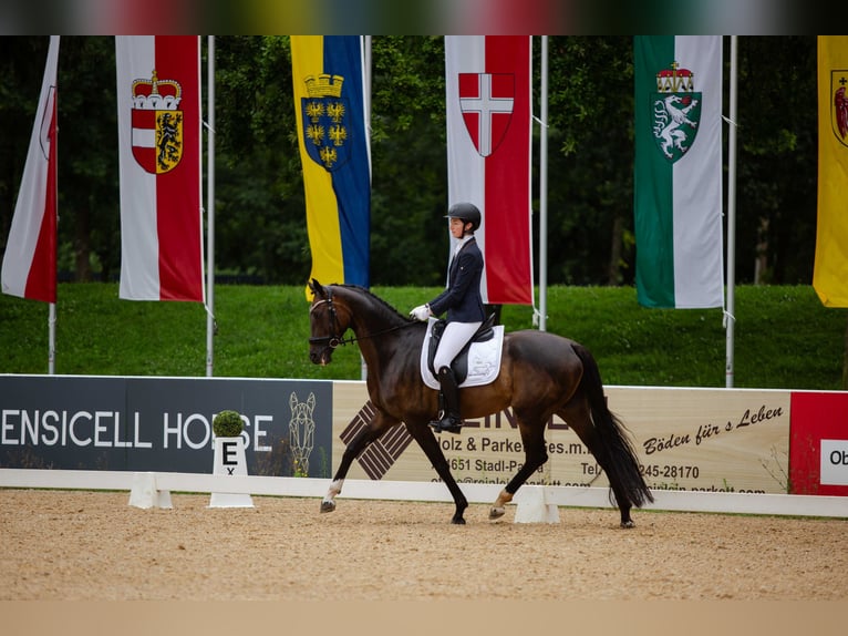 Caballo de deporte alemán Yegua 7 años 170 cm Castaño oscuro in Neuhaus am Inn