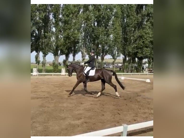 Caballo de deporte alemán Yegua 7 años 170 cm Negro in Wahlitz