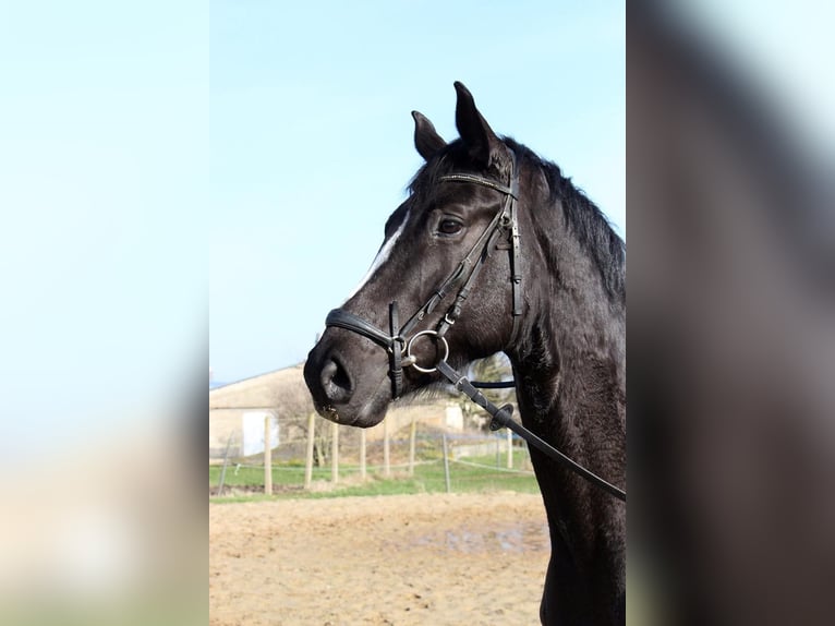 Caballo de deporte alemán Yegua 7 años 170 cm Negro in Wahlitz