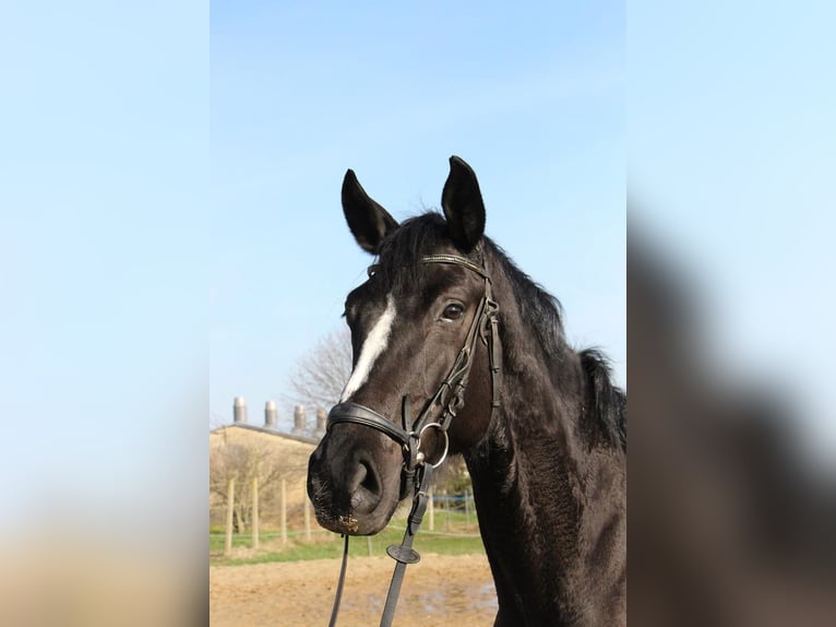 Caballo de deporte alemán Yegua 7 años 170 cm Negro in Wahlitz