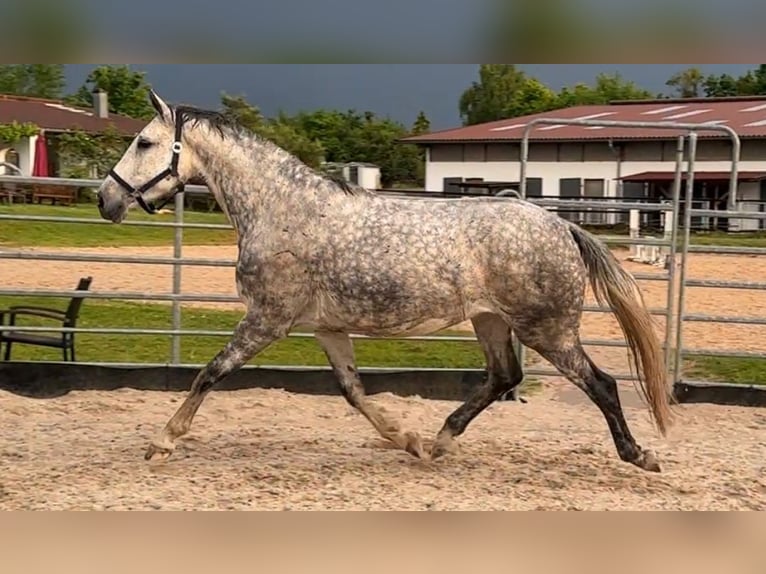 Caballo de deporte alemán Yegua 7 años 170 cm Tordo in W&#xFC;rzburg