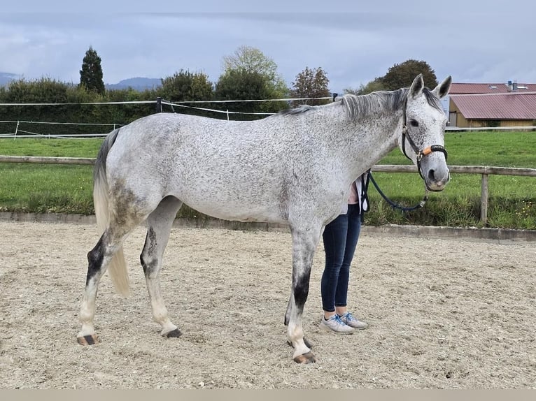 Caballo de deporte alemán Yegua 7 años 170 cm Tordo picazo in Ruhla Caballo de deporte alemán Yegua 7 años 170 cm Tordo picazo in Ruhla