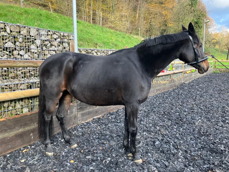 Caballo de deporte alemán Yegua 7 años 171 cm Castaño in Baden-Baden