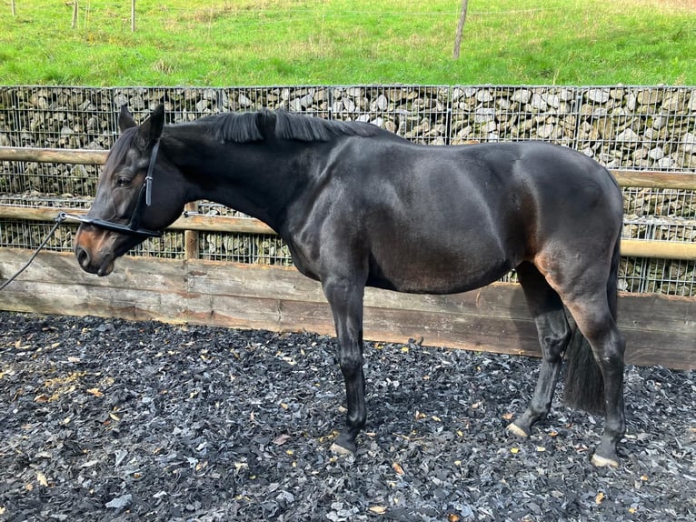 Caballo de deporte alemán Yegua 7 años 171 cm Castaño in Baden-Baden