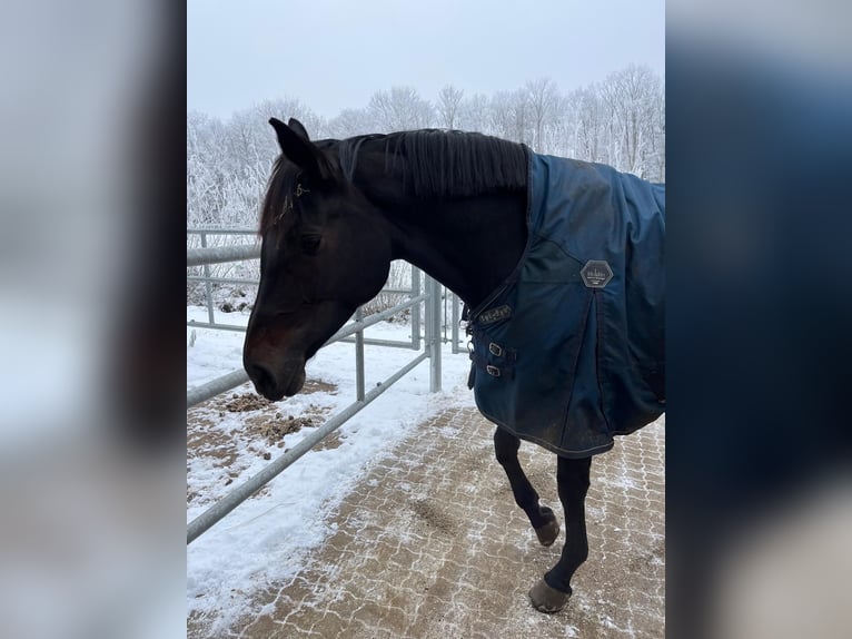 Caballo de deporte alemán Yegua 7 años 171 cm Castaño in Baden-Baden