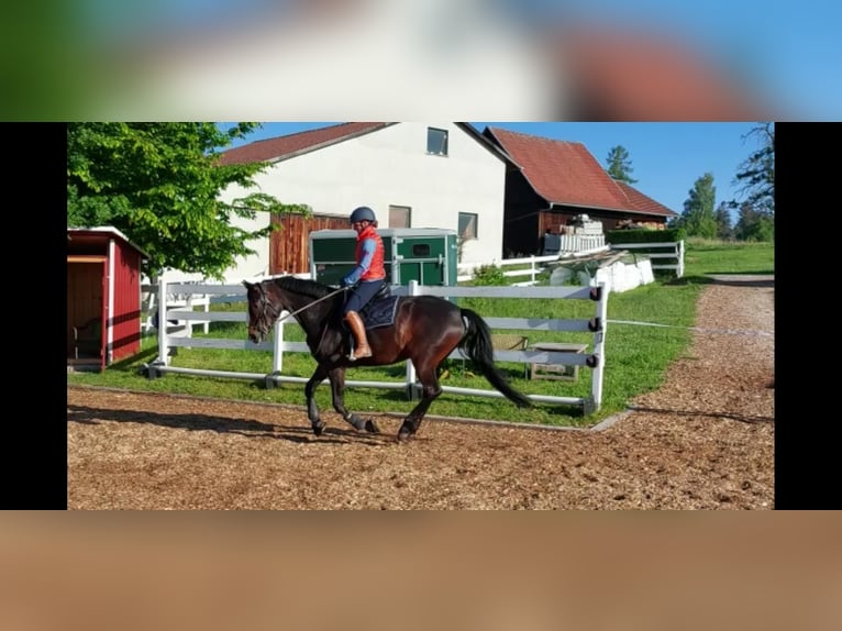 Caballo de deporte alemán Yegua 7 años 171 cm Castaño in Baden-Baden