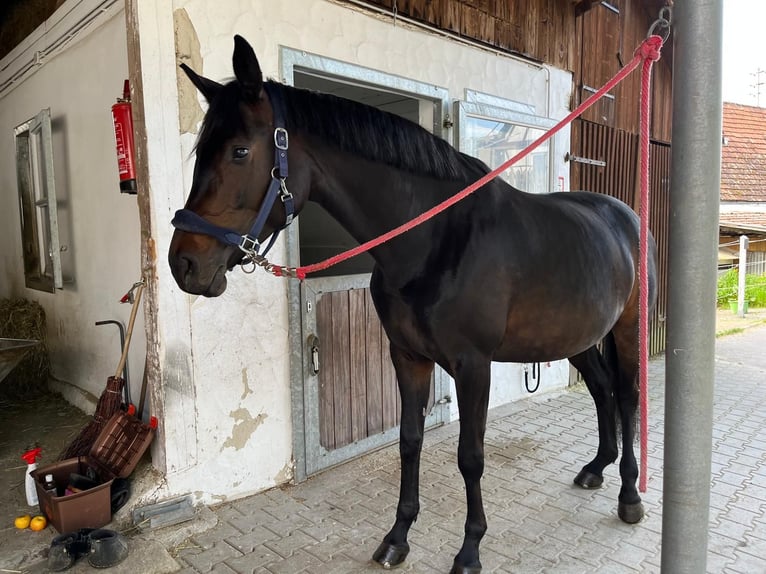 Caballo de deporte alemán Yegua 7 años 171 cm Castaño in Baden-Baden