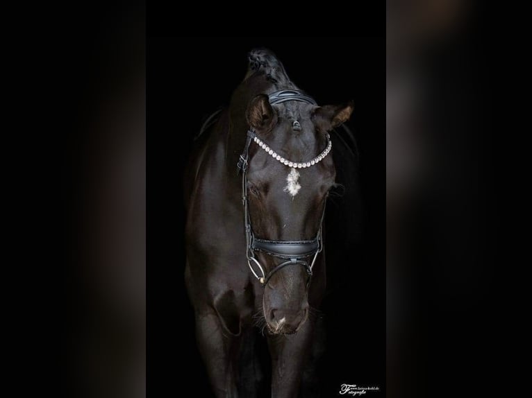 Caballo de deporte alemán Yegua 7 años 171 cm Negro in Lachen