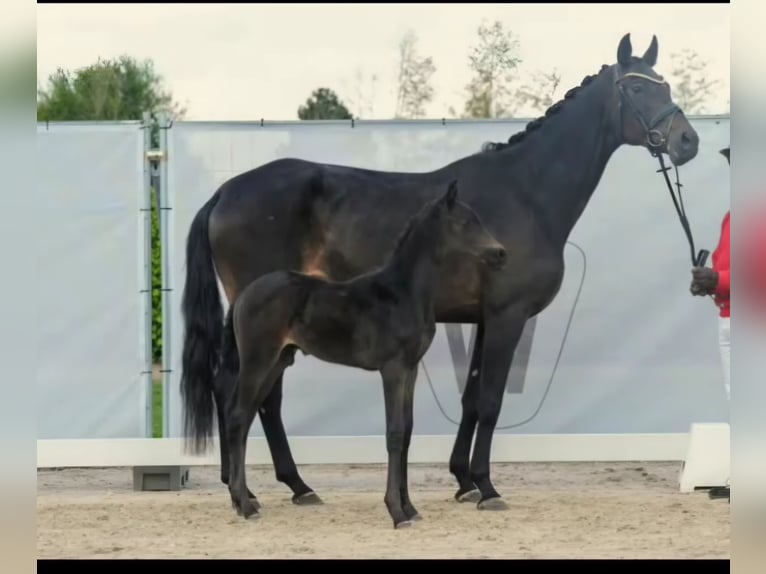 Caballo de deporte alemán Yegua 7 años 172 cm Castaño oscuro in Soest