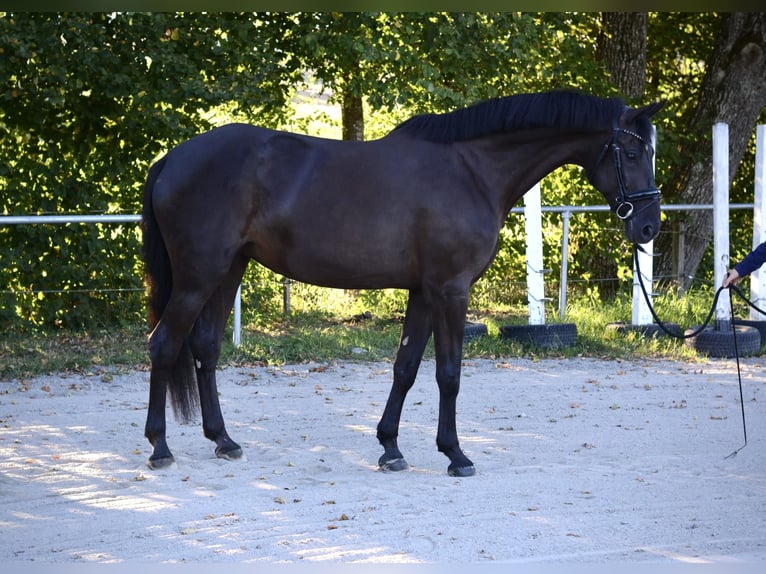 Caballo de deporte alemán Yegua 7 años 172 cm Morcillo in Wangen im Allgäu