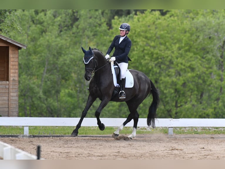 Caballo de deporte alemán Yegua 7 años 172 cm Negro in Prutting