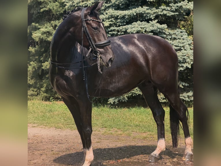 Caballo de deporte alemán Yegua 7 años 172 cm Negro in Szczecin