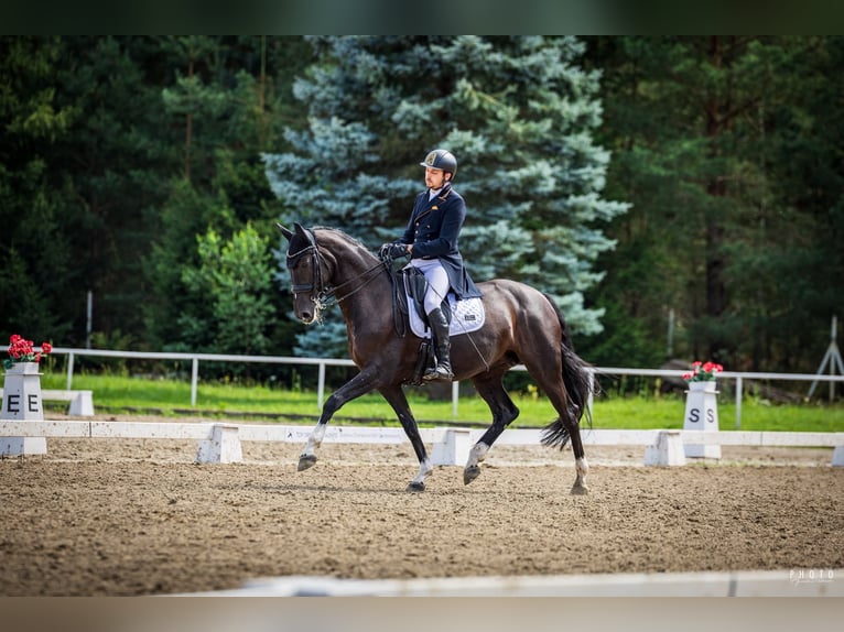 Caballo de deporte alemán Yegua 7 años 172 cm Negro in Szczecin