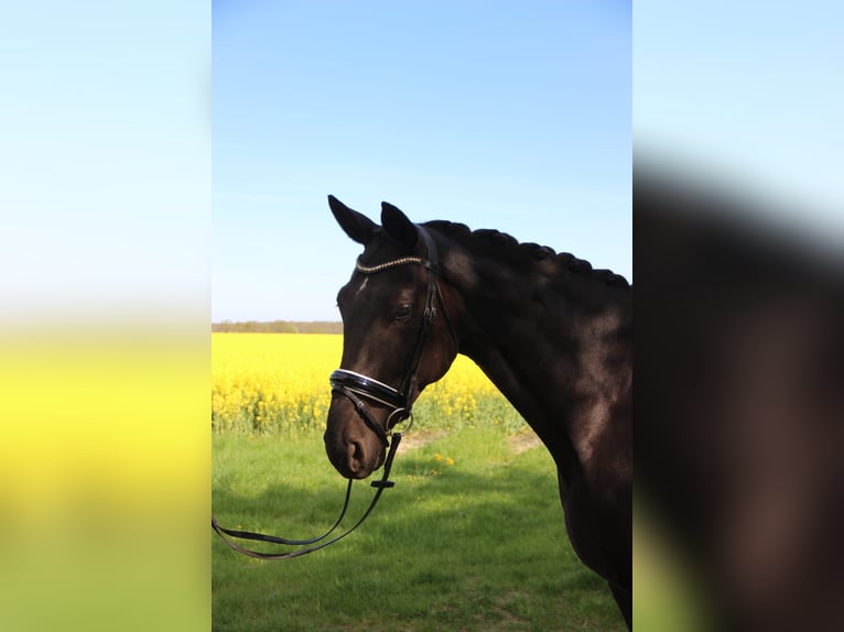 Caballo de deporte alemán Yegua 7 años 172 cm Negro in Büddenstedt