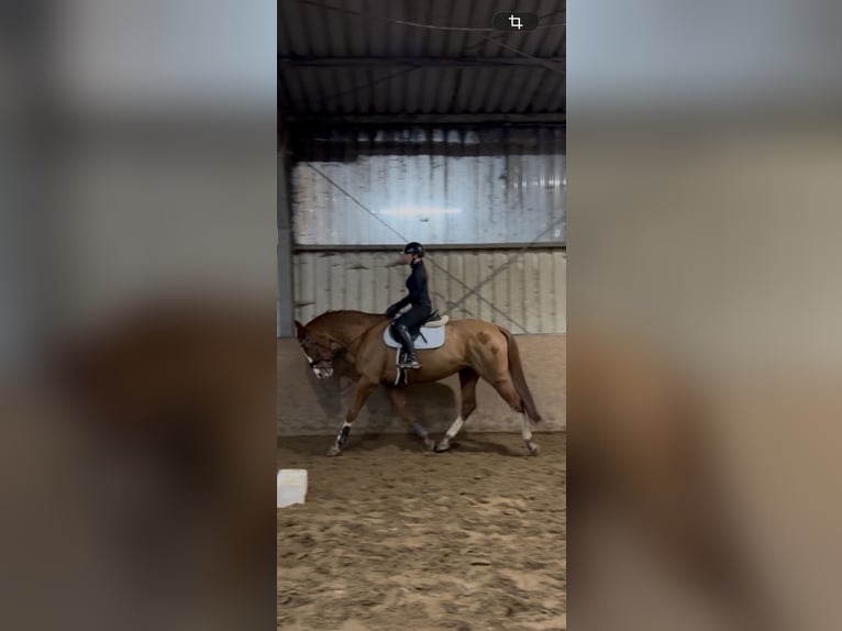 Caballo de deporte alemán Yegua 7 años 174 cm Alazán in Oyten