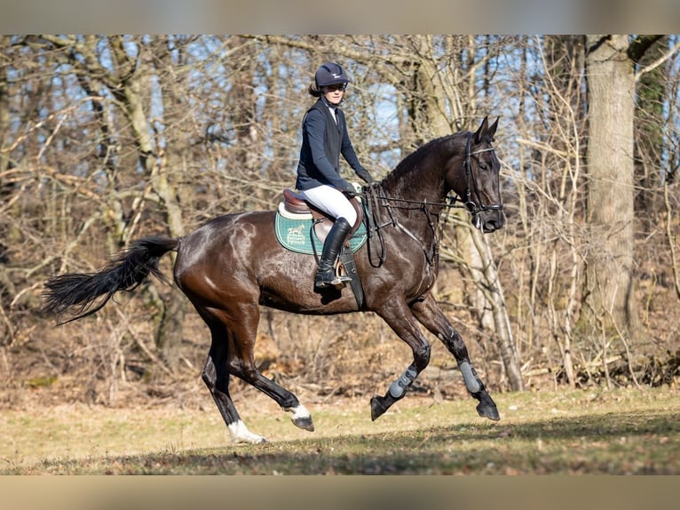 Caballo de deporte alemán Yegua 7 años 174 cm Negro in Moritzburg