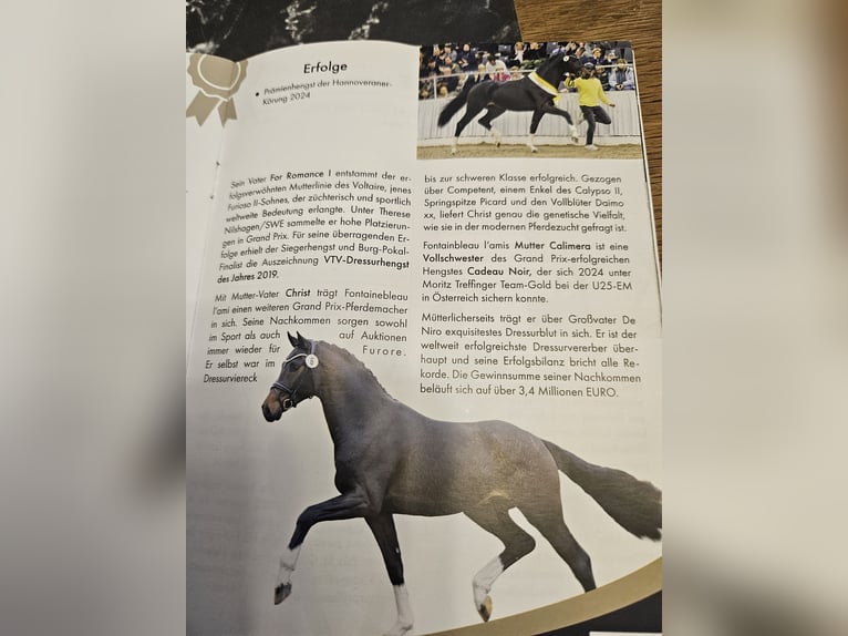 Caballo de deporte alemán Yegua 7 años 174 cm Negro in Kirchheimbolanden