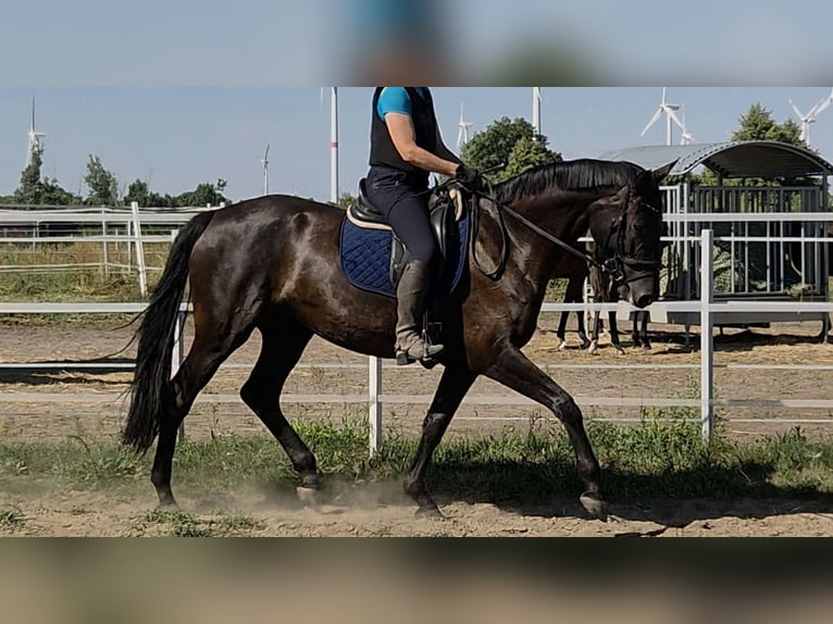 Caballo de deporte alemán Yegua 7 años 175 cm Negro in Wustermark