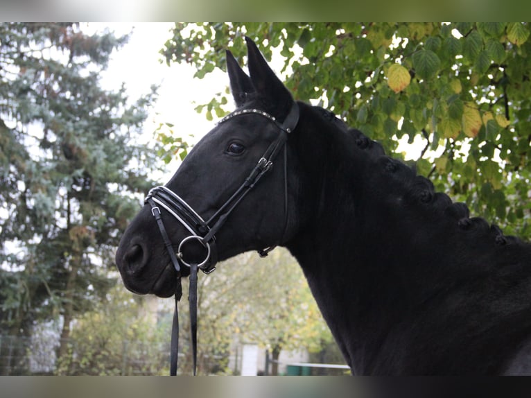 Caballo de deporte alemán Yegua 7 años 175 cm Negro in Rennau