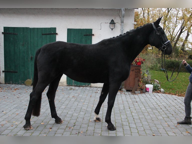 Caballo de deporte alemán Yegua 7 años 175 cm Negro in Rennau