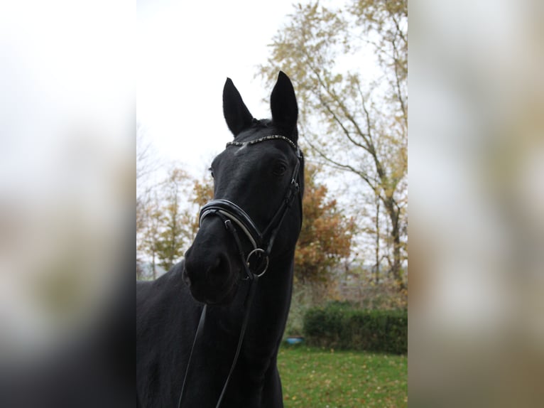 Caballo de deporte alemán Yegua 7 años 175 cm Negro in Rennau