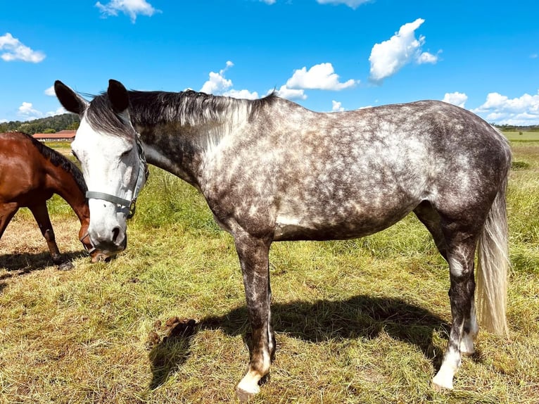 Caballo de deporte alemán Yegua 7 años 175 cm Tordo in Leipzig