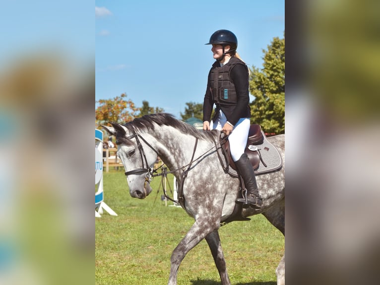 Caballo de deporte alemán Yegua 7 años 175 cm Tordo in Leipzig