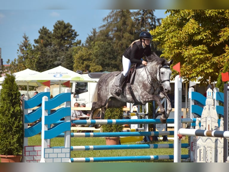 Caballo de deporte alemán Yegua 7 años 175 cm Tordo in Leipzig