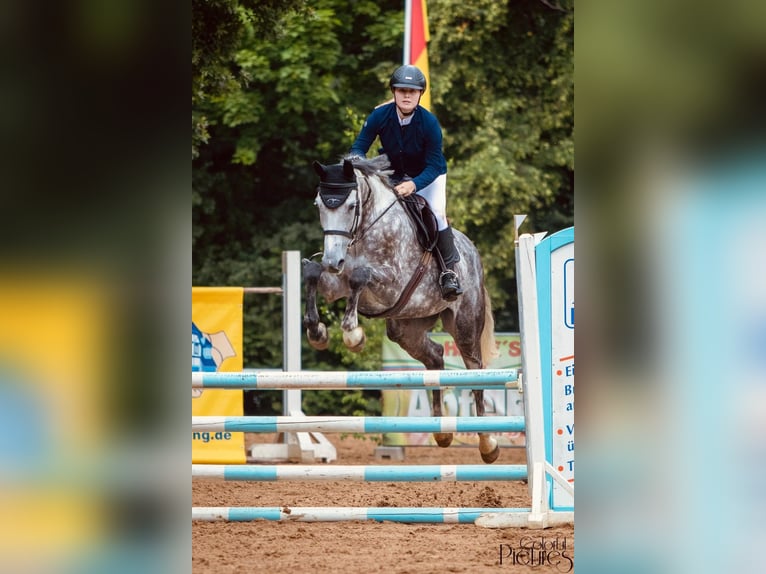 Caballo de deporte alemán Yegua 7 años 175 cm Tordo in Leipzig