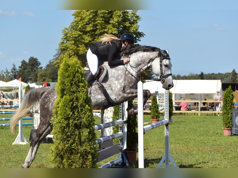 Caballo de deporte alemán Yegua 7 años 175 cm Tordo in Leipzig