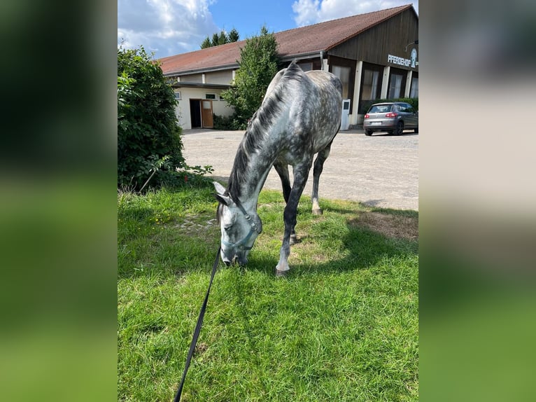 Caballo de deporte alemán Yegua 7 años 175 cm Tordo in Leipzig
