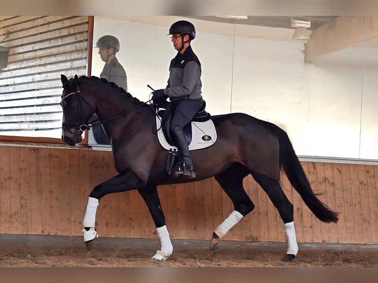 Caballo de deporte alemán Yegua 7 años 176 cm Castaño oscuro in Stolpe